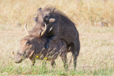 Warthogs mating. (Phacochoerus africanus) Near Mkuze, KwaZulu Natal, South Africa. Photo by Hal Brindley