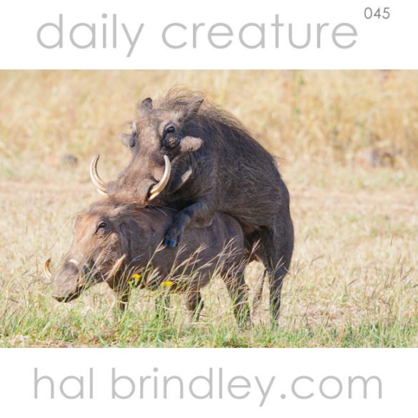 Warthogs mating. (Phacochoerus africanus) Near Mkuze, KwaZulu Natal, South Africa. Photo by Hal Brindley