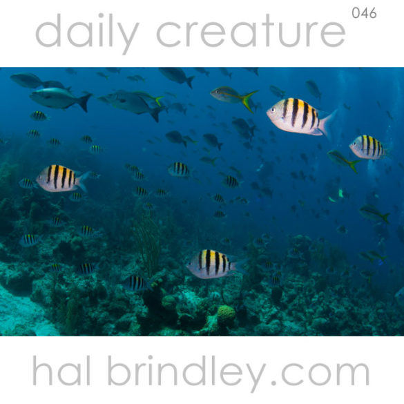 Sergeant Major (Abudefduf saxatilis) at "The Aquarium" off Long Caye at Lighthouse Reef, Belize. Photo by Hal Brindley