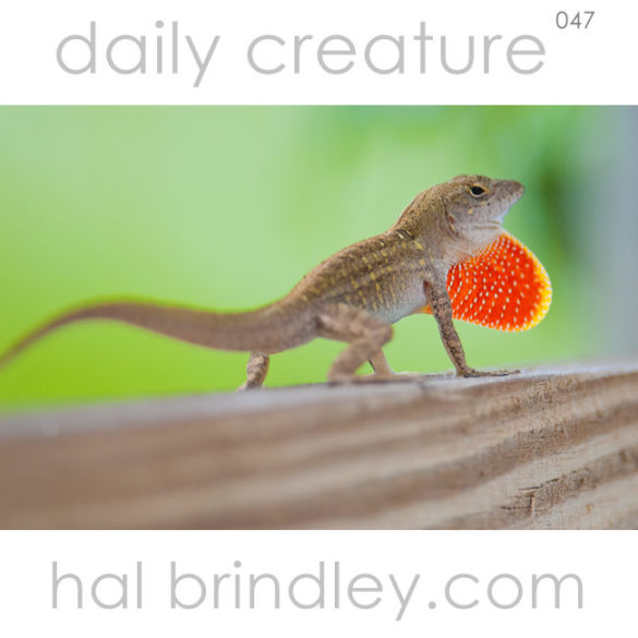 Cuban Brown Anole (Anolis sagrei sagrei) in JW Corbett Wildlife Management Area near Palm Beach, Florida, USA.