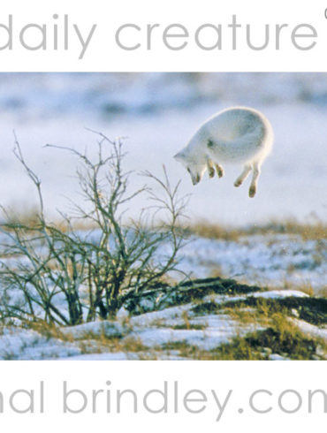 Arctic Fox (Vulpes lagopus) pouncing in the snow. Churchill, Manitoba, Canada. Photo by Hal Brindley