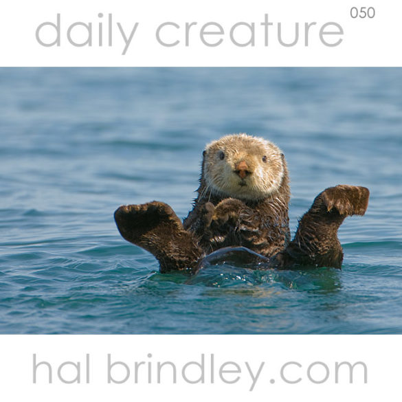 Sea Otter (Enhydra lutris) grooming its fur in Kachemak Bay, Alaska, USA. Photo by Hal Brindley