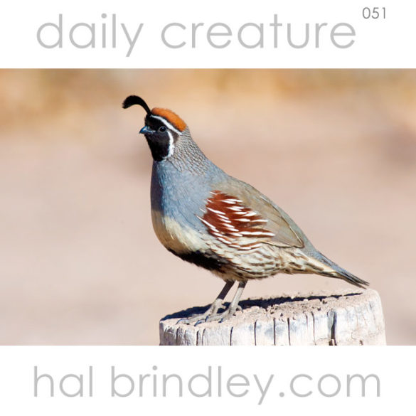 male Gambel's Quail (Callipepla gambelii) near San Antonio, New Mexico, USA. Photo by Hal Brindley