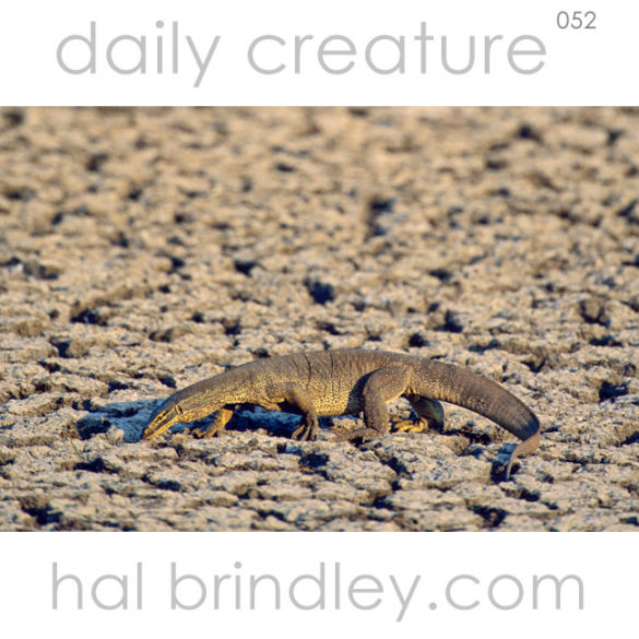 Yellow-spotted Monitor (aka Argus Monitor)(Varanus panoptes panoptes) in Kakadu National Park, Northern Territory, Australia. Photo by Hal Brindley