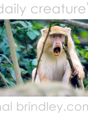 endangered Samango Monkey with rare light-colored pigmentation, mouth open (Cercopithecus mitis labiatus) iSimangaliso Wetland Park, South Africa. Photo by Hal Brindley