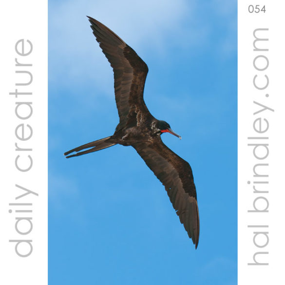 male Magnificent Frigatebird (Fregata magnificens) flying over Caye Caulker, Belize. Photo by Hal Brindley