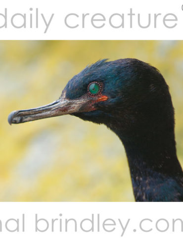Pelagic Cormorant (Phalacrocorax pelagicus) Round Island, Alaska. Photo by Hal Brindley