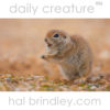 Round-tailed Ground Squirrel (Spermophilus tereticaudus) Sonora Desert near Tucson Arizona USA. Photo by Hal Brindley