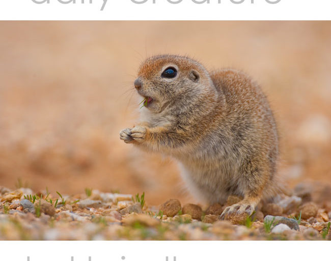 Round-tailed Ground Squirrel (Spermophilus tereticaudus) Sonora Desert near Tucson Arizona USA. Photo by Hal Brindley