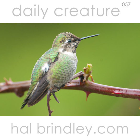 Anna's Hummingbird (Calypte anna) perched on a twig in Oceanside, Oregon, early January. Photo by Hal Brindley