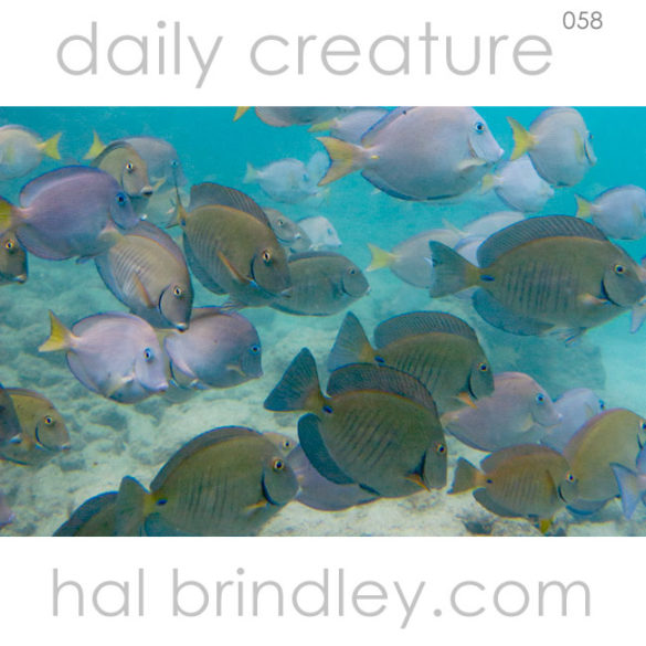 Doctorfish Tang and Blue Tang (Acanthurus chirurgus) near Tortola in the British Virgin Islands. Photo by Hal Brindley