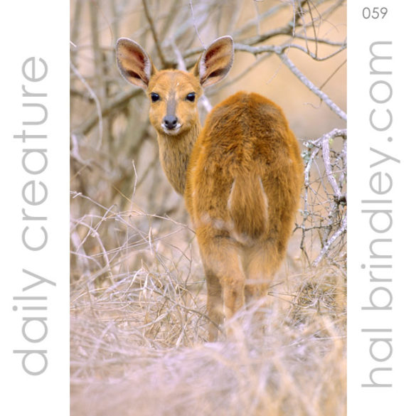 Sharpe's Grysbok (Raphicerus sharpei) Photo is a female Sharpe's Grysbok in Kruger National Park, South Africa.