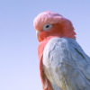 male Galah (Eolophus roseicapillus roseicapillus) Also known as the Rose-breasted Cockatoo perched on the Pinnacles in Nambung National Park, Western Australia. Photo by Hal Brindley