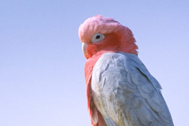 male Galah (Eolophus roseicapillus roseicapillus) Also known as the Rose-breasted Cockatoo perched on the Pinnacles in Nambung National Park, Western Australia. Photo by Hal Brindley