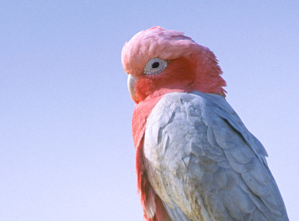 male Galah (Eolophus roseicapillus roseicapillus) Also known as the Rose-breasted Cockatoo perched on the Pinnacles in Nambung National Park, Western Australia. Photo by Hal Brindley