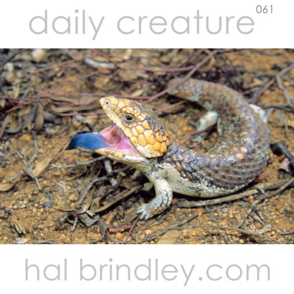 Shingleback Skink (Trachydosaurus rugosus) in Dryandra Woodland, SW Australia.