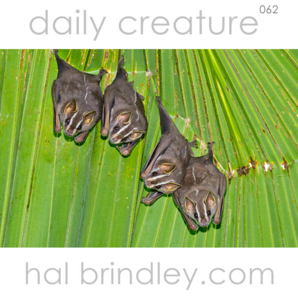 Tent-making Bat (Uroderma bilobatum) next to Luna Lodge in Carate, Osa Peninsula, Costa Rica.