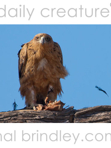 Tawny Eagle (Aquila rapax) plucking feathers from a brid in Kgalagadi Transfrontier Park, South Africa