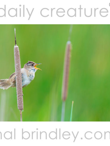 male Marsh Wren (Cistothorus palustris) singing from a cattail at Port Susan Bay Nature Conservancy Preserve in Washington, USA