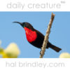 male Scarlet Chested Sunbird (Chalcomitra senegalensis) near Mkuze, KwaZulu Natal, South Africa.