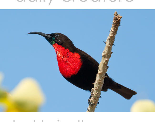 male Scarlet Chested Sunbird (Chalcomitra senegalensis) near Mkuze, KwaZulu Natal, South Africa.