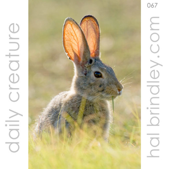 Desert Cottontail (Sylvilagus audubonii) Photographed in Red Fleet State Park, Utah. USA.