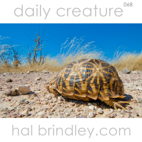 Kalahari Tent Tortoise. aka Serrated Tortoise. (Psammobates oculifer) Photographed in Central Kalahari Game Reserve, Botswana.