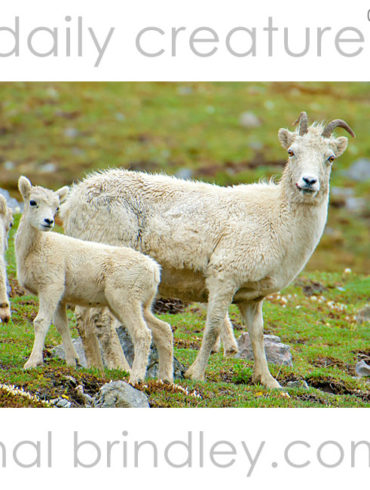 Dall Sheep (Ovis dalli) Photograph of Dall Sheep ewe and lamb taken in Denali National Park, Alaska, USA.
