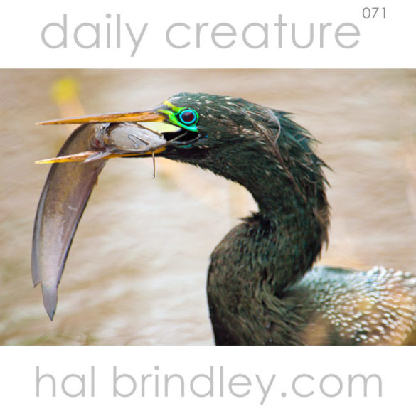adult male Anhinga in breeding plumage with a fish in its bill. (Anhinga anhinga) Photographed on the Anhinga Trail in Everglades National Park, Florida, USA.