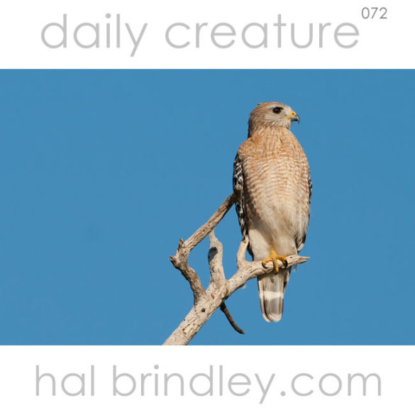 Red-Shouldered Hawk (Buteo lineatus) Photographed near the Flamingo Visitors Center in the Everglades National Park, Florida, USA.