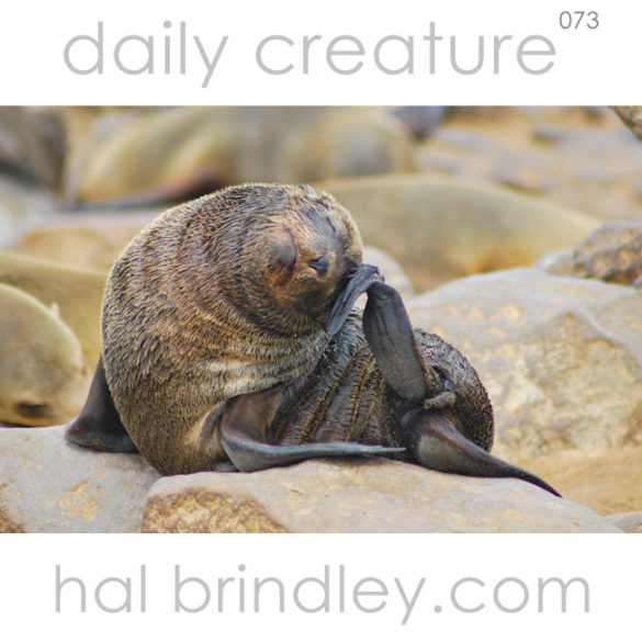 baby Cape Fur Seal (Arctocephalus pusillus) Photographed in Cape Cross, Namibia