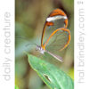 Glasswing Butterfly (Greta oto) Photographed at Spirogyra Butterfly Garden in San Jose, Costa Rica.