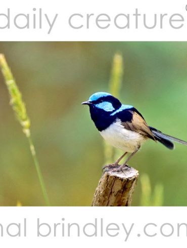 Superb Fairy-Wren (Malurus cyaneus) Photographed on Phillip Island, Victoria, Australia