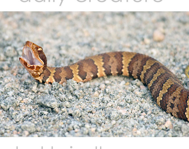 juvenile Cottonmouth (aka Water Moccasin) with mouth open. (Agkistrodon piscivorus) Photographed in the Alligator River National Wildlife Refuge, North Carolina