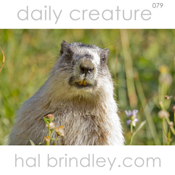 Hoary Marmot (Marmota caligata) Photographed in Glacier National Park, Montana, USA.