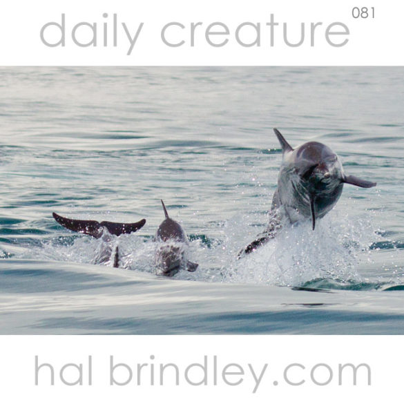 Pantropical Spotted Dolphin (Stenella attenuata) Photographed in the Golfo Dulce (Dulce Gulf) near the Osa Peninsula of Costa Rica