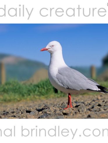 Red-billed gull. (Chroicocephalus scopulinus) Otago Peninsula, South Island, New Zealand.Formerly Silver Gull (Larus novaehollandiae)