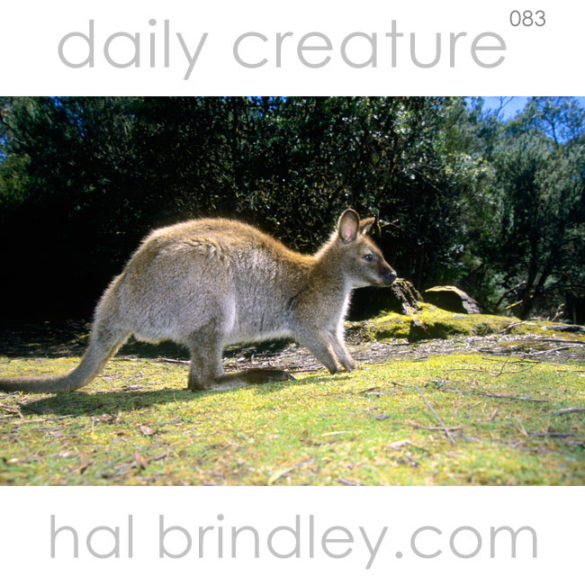 Red-necked Wallaby (Macropus rufogriseus) Lake St. Clair National Park, Tasmania, Australia
