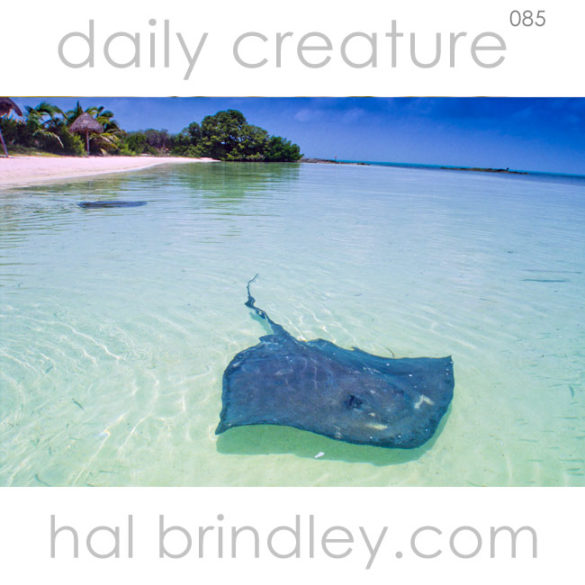 Female Southern Stingray (Dasyatis americana) Begging for food. Isla Contoy, Quintana Roo, Mexico