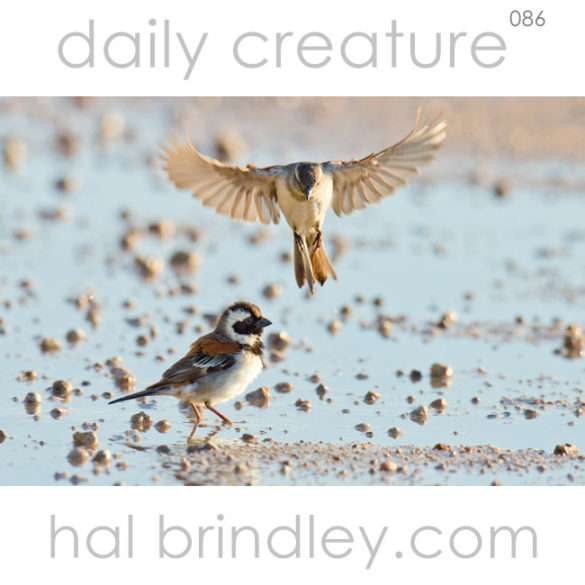 Cape Sparrow (Passer melanurus) bathing & drinking in a puddle in the Kalahari Desert, Kgalagadi Transfrontier Park, South Africa.