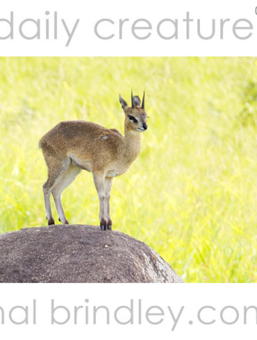 Klipspringer (Oreotragus oreotragus) standing on top of a rock in northern Kruger National Park, South Africa