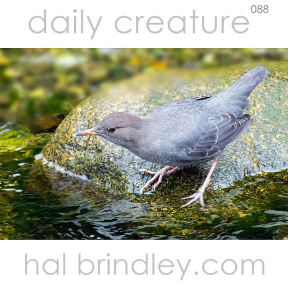 American Dipper (Cinclus mexicanus) in a stream in Ucluelet, Vancouver Island. British Columbia, Canada.