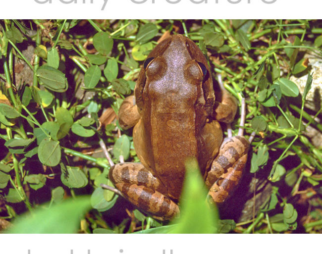Savage's Thin-Toed Frog (Leptodactylus savagei) Photographed in Carate, Osa Peninsula, Costa Rica. (Previously Smoky Jungle Frog)