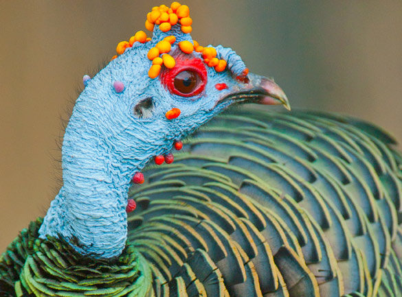 Ocellated Turkey (Meleagris ocellata)Photographed in Tikal National Park, Guatemala.