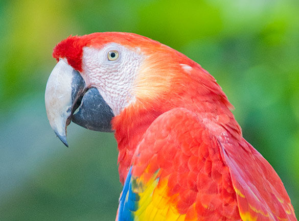 Scarlet Macaw (Ara macao) Photographed at the Copán Maya ruins in Honduras.