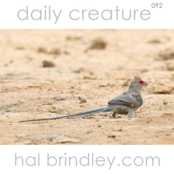 Red-Faced Mousebird (Urocolius indicus) Photographed in Kgalagadi Transfrontier Park, South Africa.