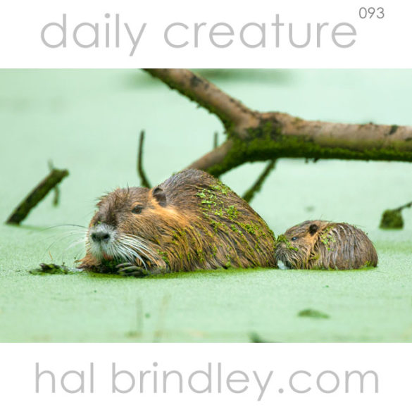 Coypu (Nutria) (Myocastor Coypus) mother and baby feeding in Duckweed. Nags Head Woods Preserve, Nags Head, North Carolina, USA.