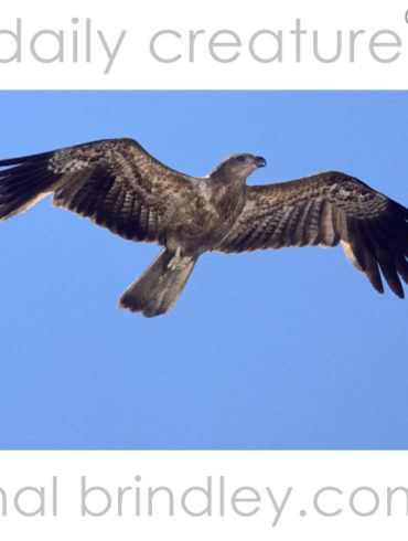 Whistling Kite flying (Haliastur (Milvus) sphenurus) Adelaide River, near Darwin, Northern Territory, Australia