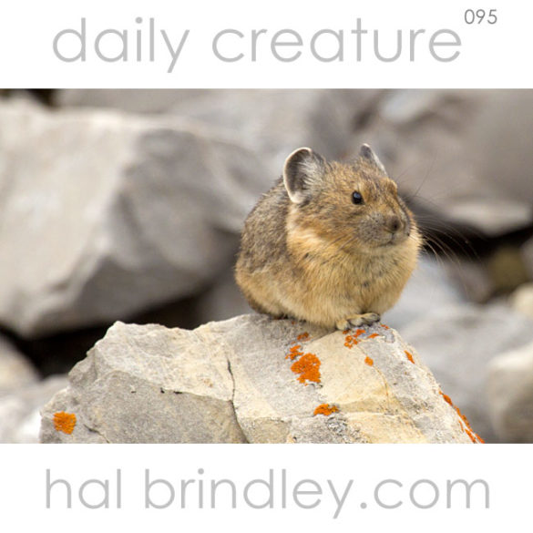 American Pika (Ochotona princeps) Photographed at Frank Slide, Crowsnest Pass, Alberta, Canada.