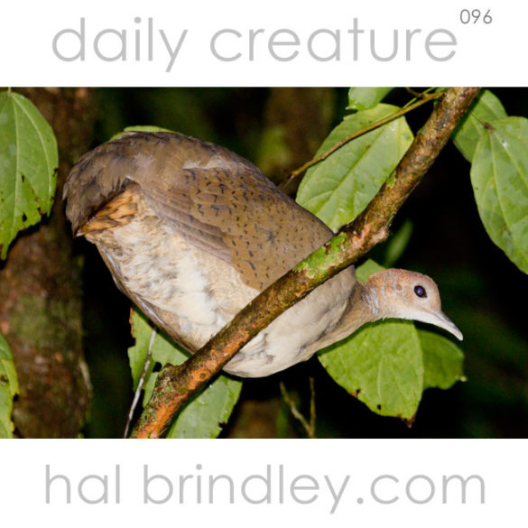 Great Tinamou (Tinamus major) perched on a tree branch at night in the jungle near Luna Lodge, Carate, Osa Peninsula, Costa Rica.